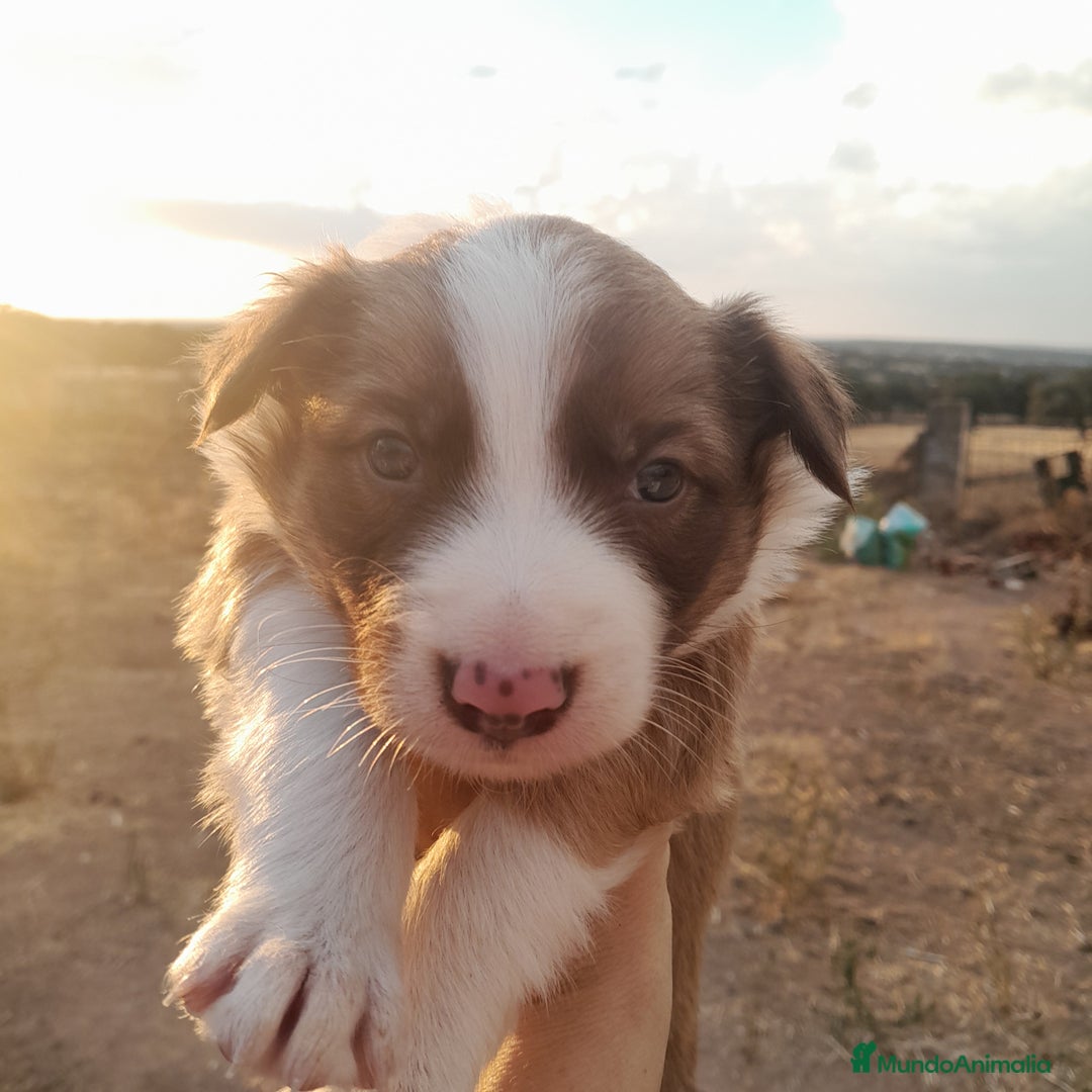 Border Collie perros en venta: BORDER COLLIE - Imagen 6