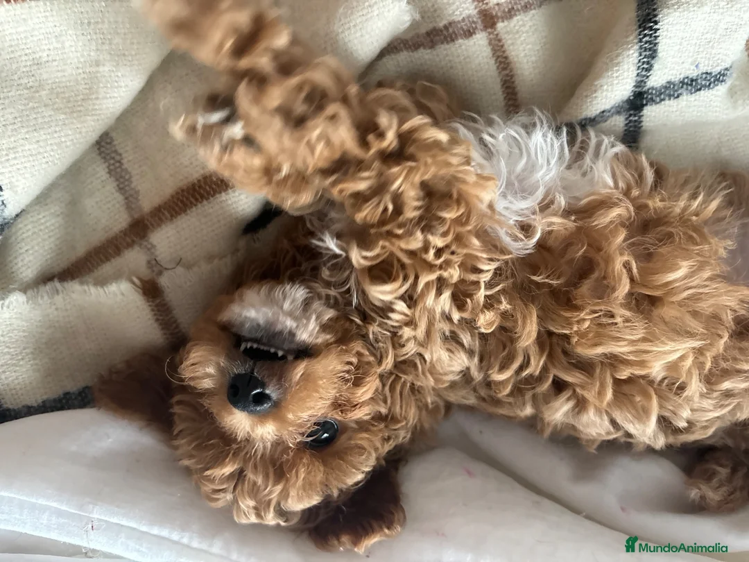 Caniche Toy perros en adopcion: caniche toy en Madrid en Madrid - Anuncio 1