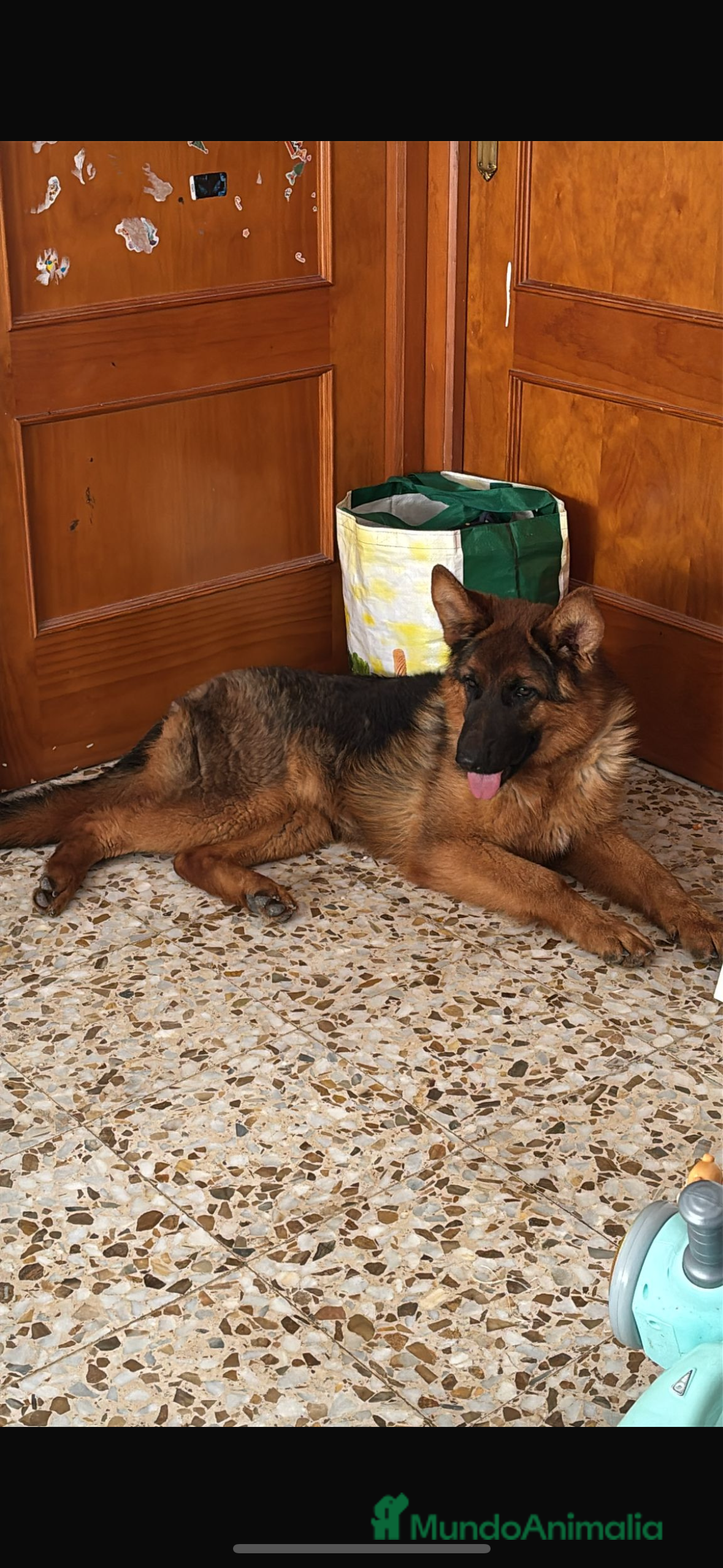 Pastor Alemán perros Pastor alemán  - Anuncio 2