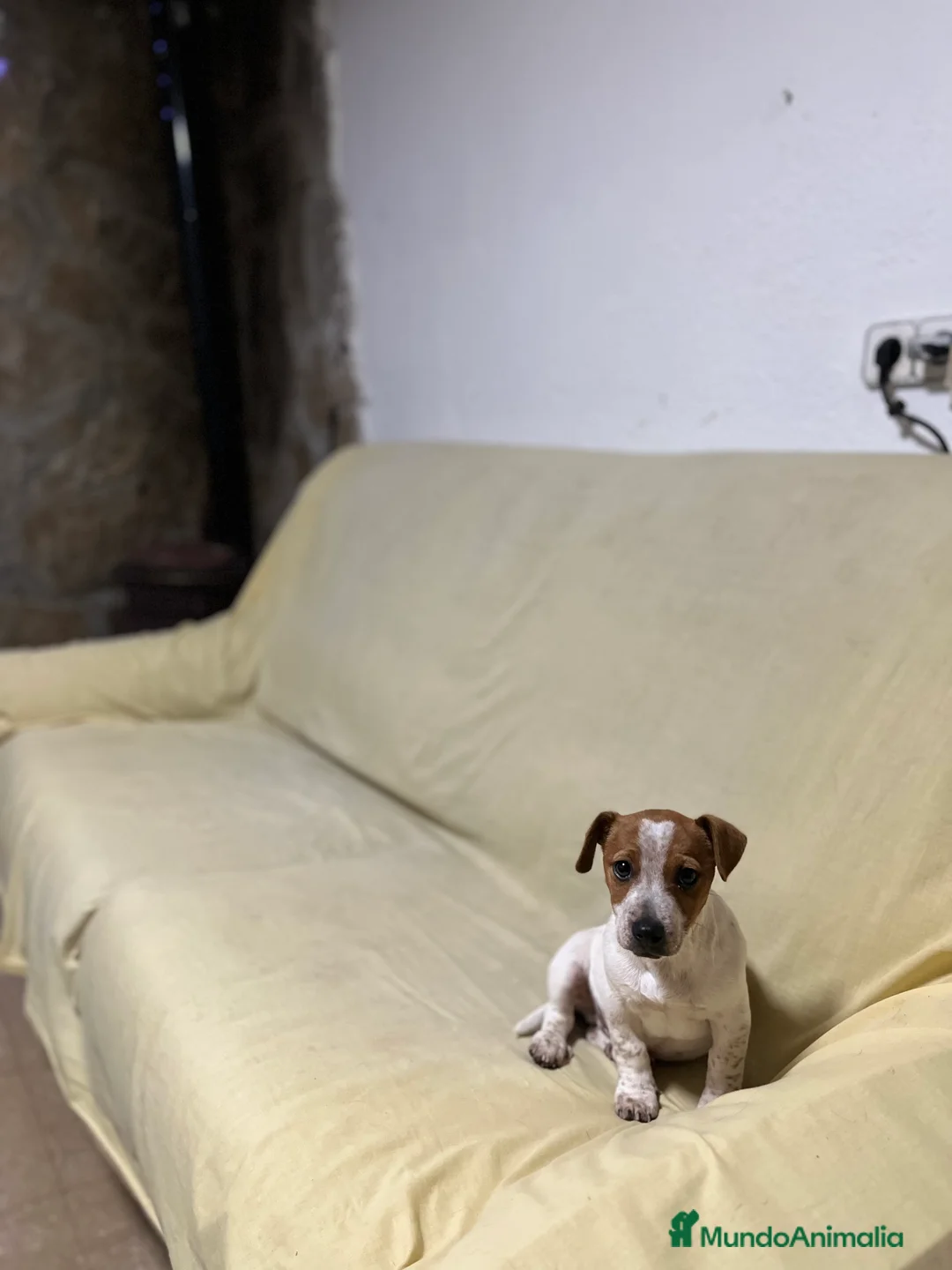 Jack Russell Terrier perros en venta: Pequeño Jack Russell 🐾🫶🏻 - Anuncio 4