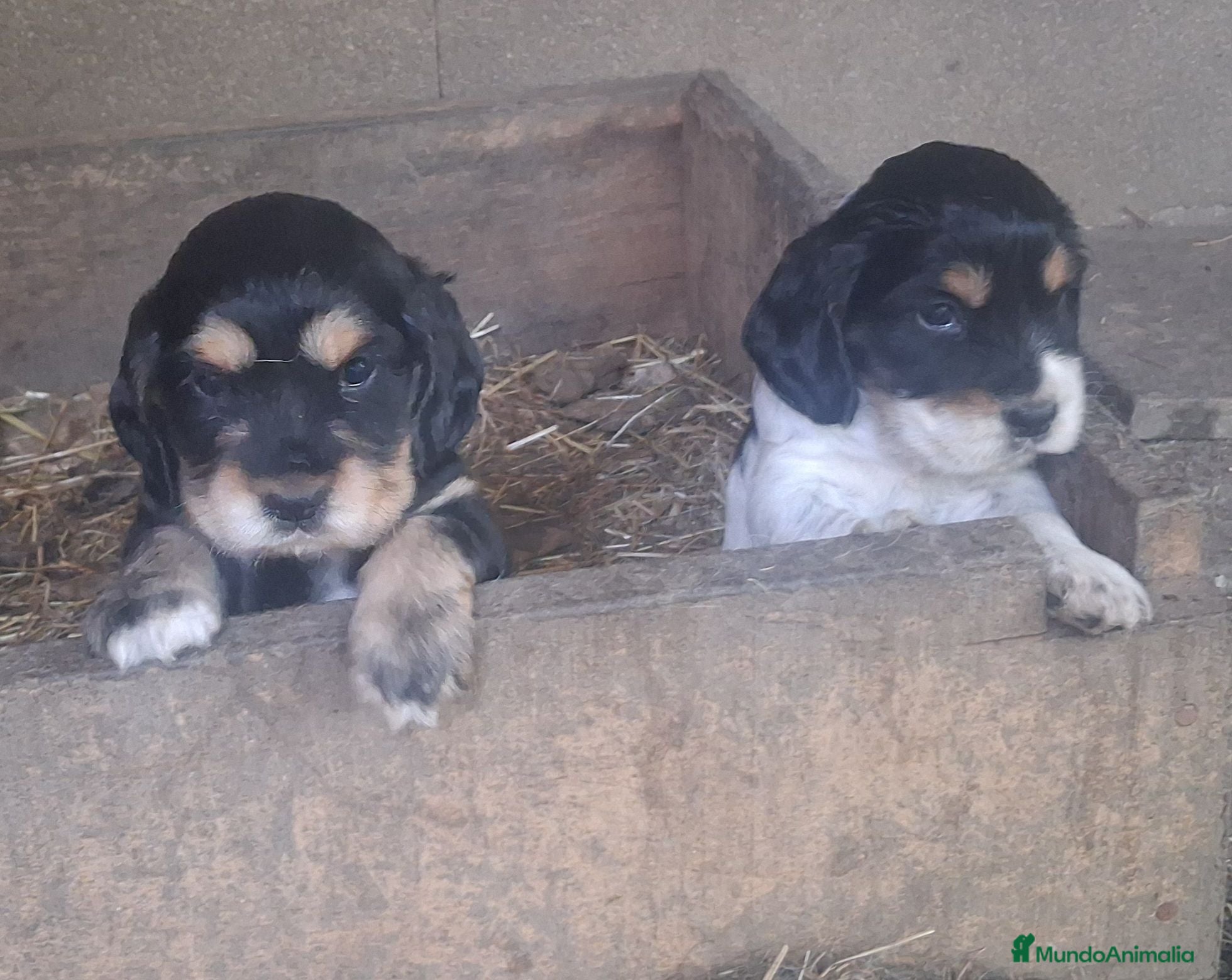 Cocker Spaniel Inglés perros Cachorros Cocker  - Anuncio 2