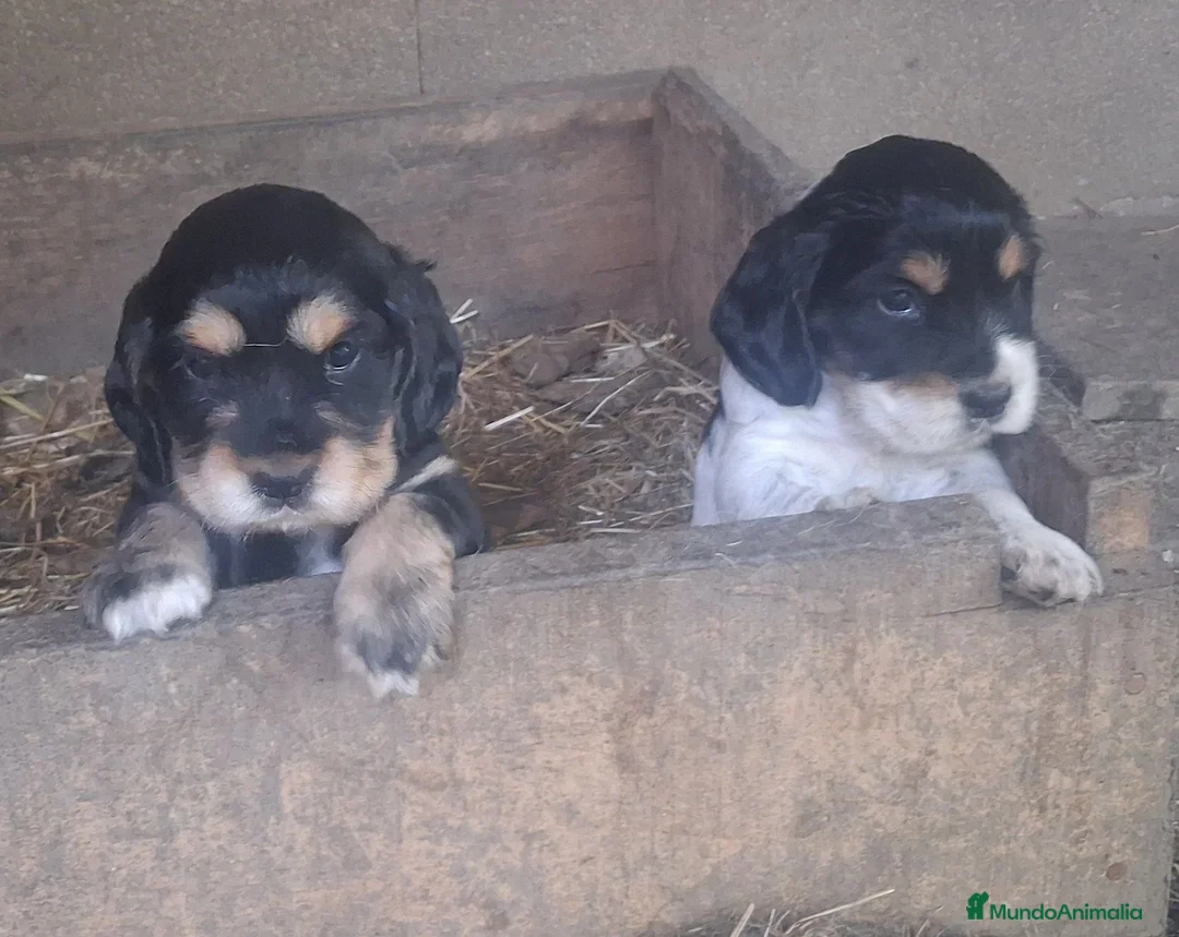 Cocker Spaniel Inglés perros en venta: Cachorros Cocker  - Anuncio 1