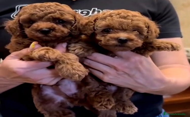 Caniche Toy perros - Anuncio 3