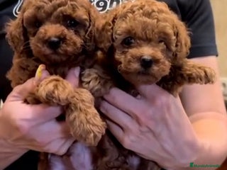 Caniche Toy perros - Anuncio 10