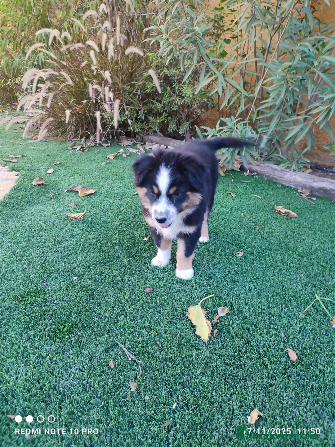 Pastor Australiano perros en venta: PASTOR AUSTRALIANO MINI - Anuncio 10