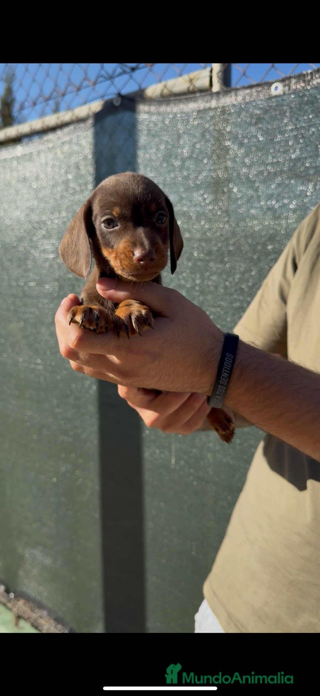 Teckel perros en venta: DULZURA DE TECKEL KANINCHEN  - Imagen 10
