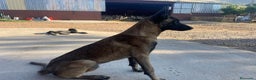 Pastor Belga Malinois perros en venta: Pastor belga manilois  - Anuncio 1