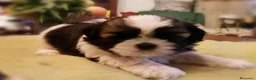 Shih Tzu perros en venta: Shihtzus preciosos en Barcelona - Anuncio 5