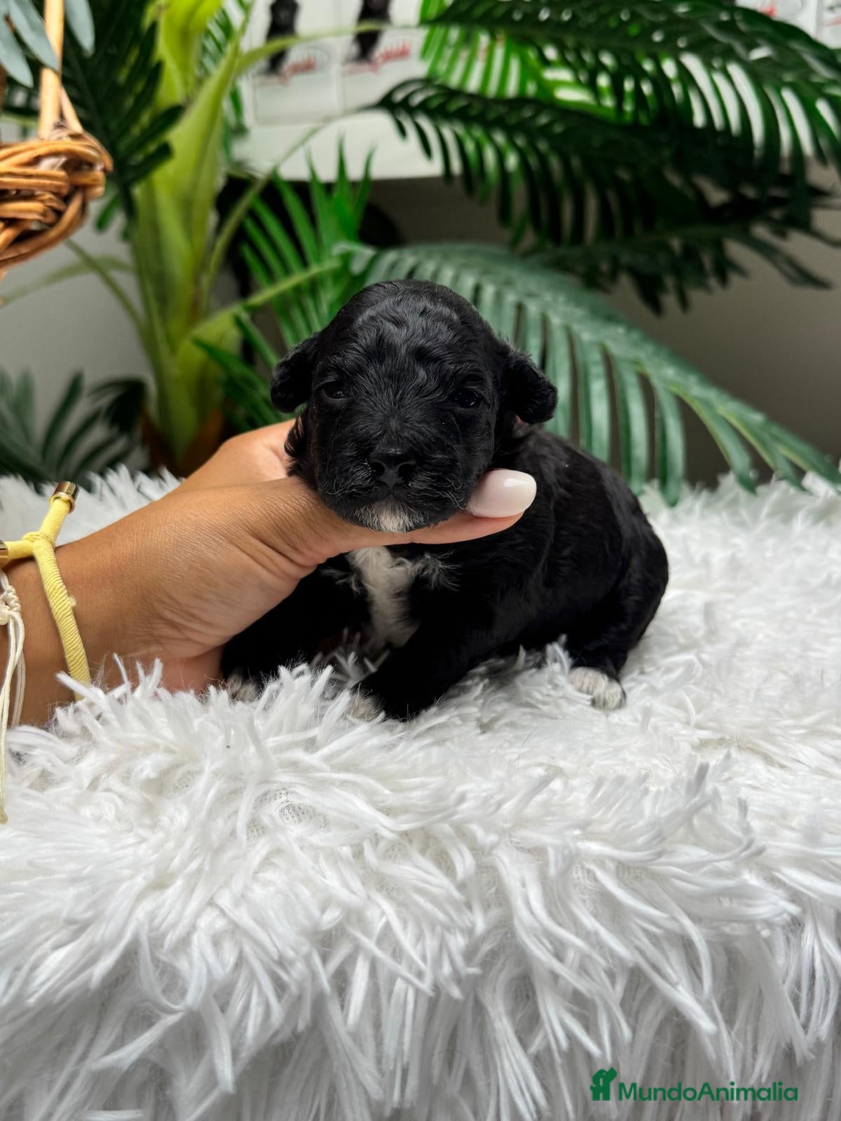 Raza Mixta perros en venta: CANICHE HEMBRA - Anuncio 9