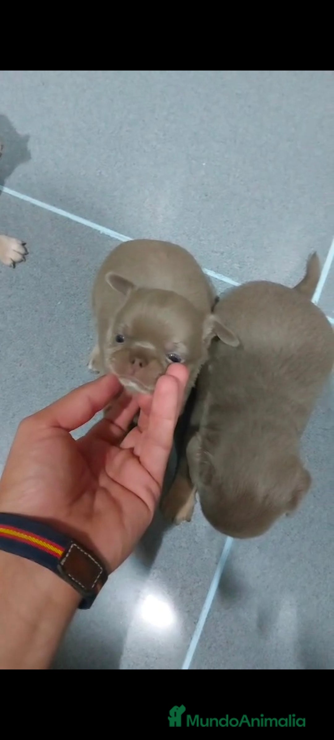 Chihuahua perros en venta: Chihuahua blue machos  - Imagen 3