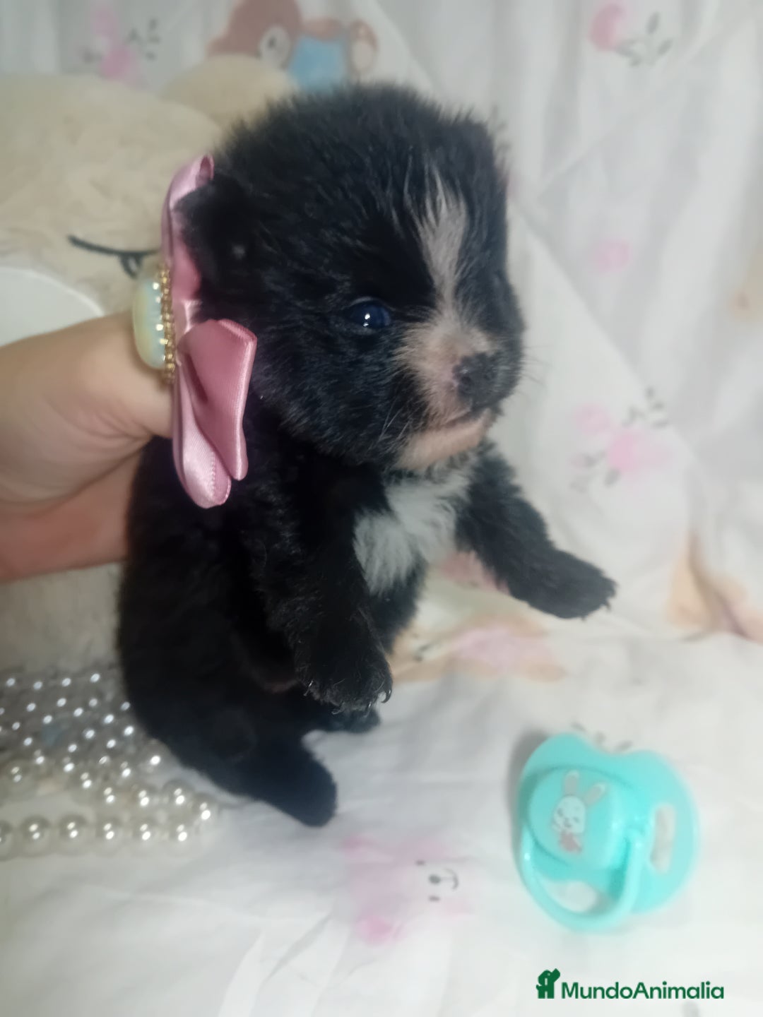 Pomerania perros en venta: ‼️POMERANIAS AMERICANOS TAMAÑO TOY - Anuncio 3