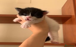 Maine Coon gatos en venta: Maine Coon  - Imagen 3
