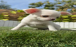Chihuahua perros en venta: CHIHUAHUA MACHO - Imagen 19