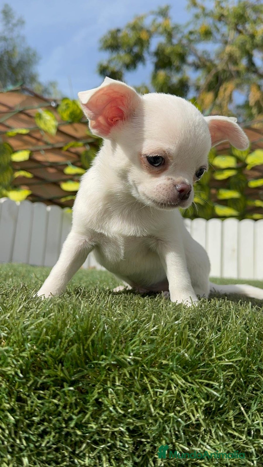 Chihuahua perros en venta: CHIHUAHUA MACHO - Imagen 19