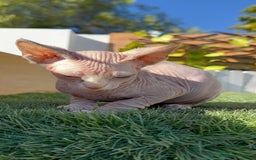 Sphynx gatos en venta: GATITAS SPHYNX - Anuncio 6