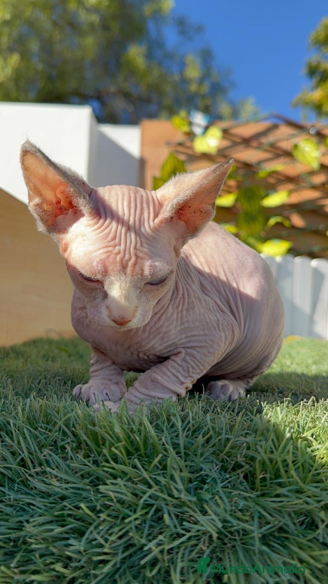 Sphynx gatos en venta: GATITAS SPHYNX - Anuncio 6