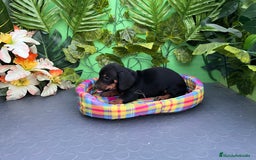 Teckel Miniatura perros en venta: Cachorros de teckel - Imagen 2