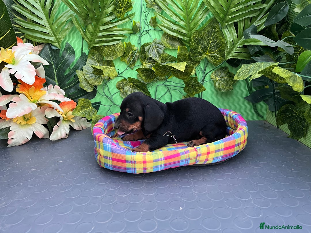 Teckel Miniatura perros en venta: Cachorros de teckel - Imagen 2