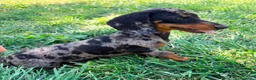 Teckel Miniatura perros en venta: Teckel miniatura  - Anuncio 7