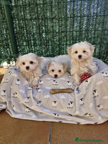 Bichón Maltés perros en Barcelona - Anuncio 17