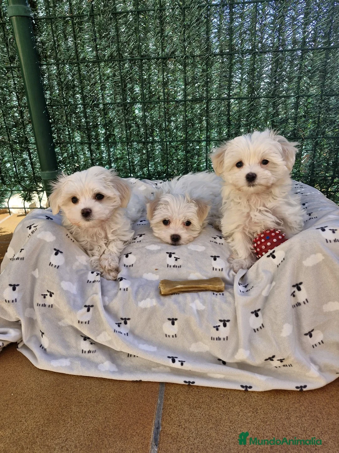 Bichón Maltés perros en venta: Bichón Maltés  en Barcelona - Anuncio 1
