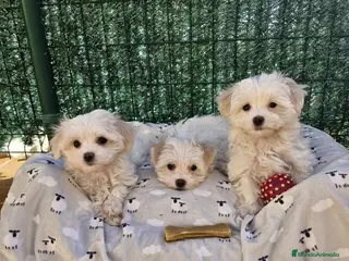 Bichón Maltés perros Bichón Maltés en Barcelona - Anuncio 21