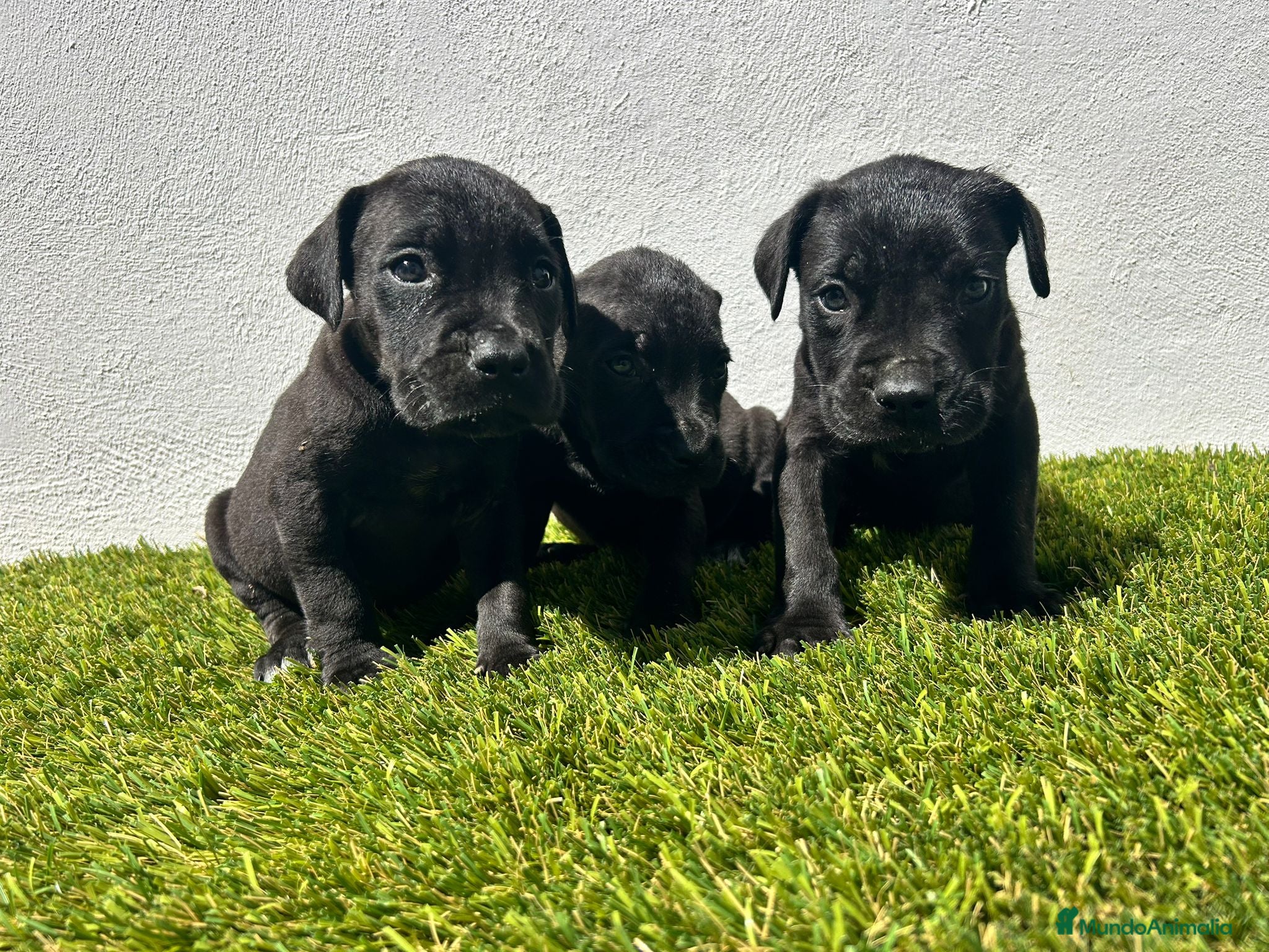Cane Corso perros Cane corso  - Anuncio 5