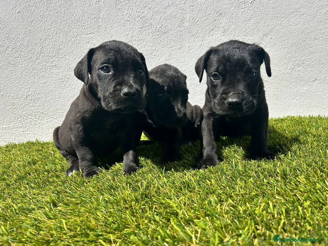 Cane Corso perros en venta: Cane corso  - Anuncio 1