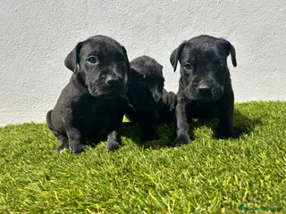 Cane Corso perros Cane corso - Anuncio 5