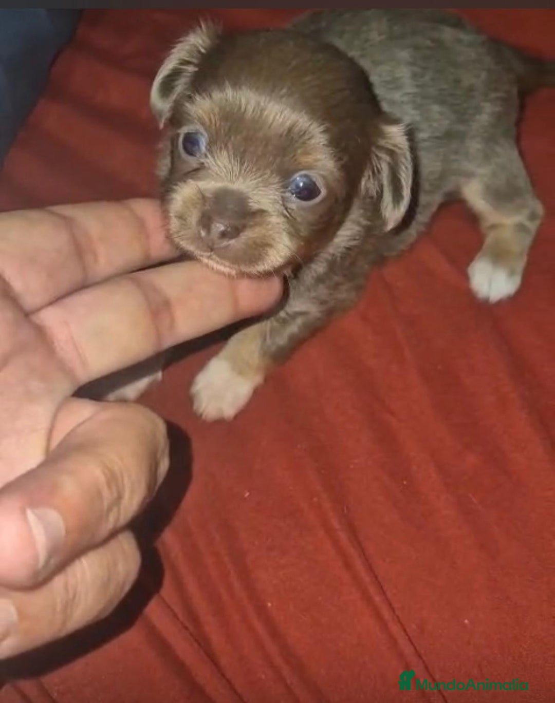 Chihuahua perros en venta: Chihuahua toy lilac pelo largo - Imagen 1