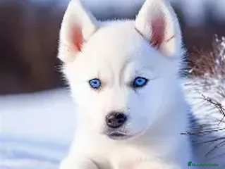 Husky Siberiano perros CACHORRO HUSKY SIBERIANO - Anuncio 1