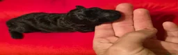 Caniche Toy perros en venta: Caniches toy - Anuncio 3