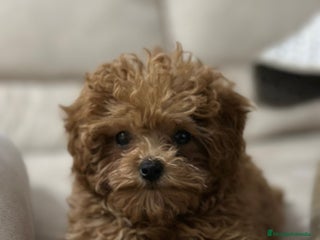Caniche Toy perros - Anuncio 6