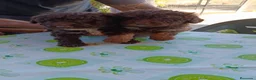 Perro de Agua Español perros en venta: Disponible Perros de agua color chocolate  - Anuncio 3