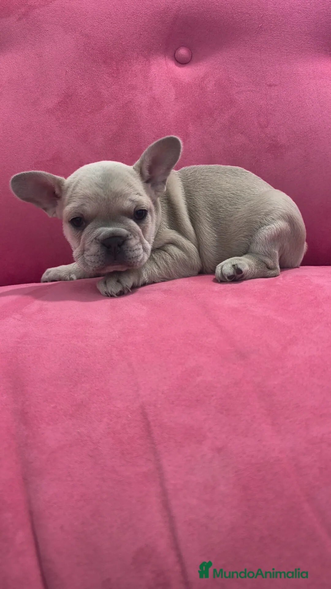 Bulldog Francés perros en venta: Bulldog Francés hembra  - Anuncio 1