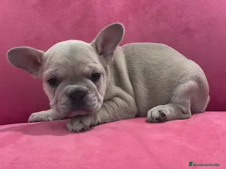 Bulldog Francés perros Bulldog Francés hembra - Anuncio 3