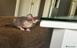 Sphynx gatos en venta: Preciosa gata sphynx - Imagen 1