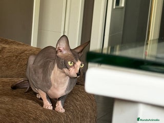 Sphynx gatos - Anuncio 1