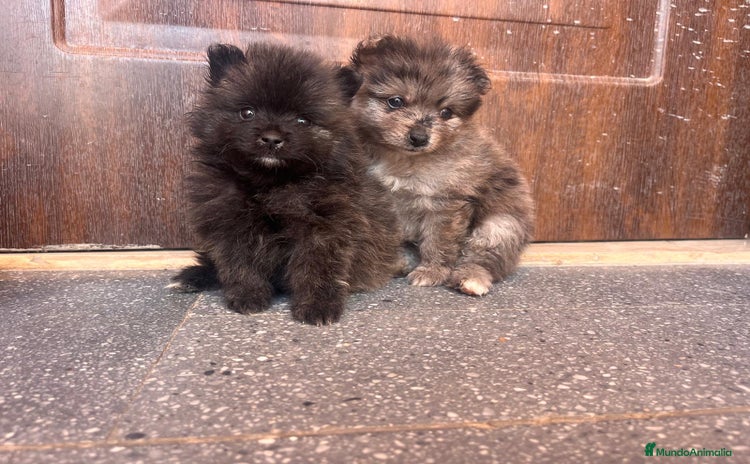 Pomerania perros - Anuncio 1