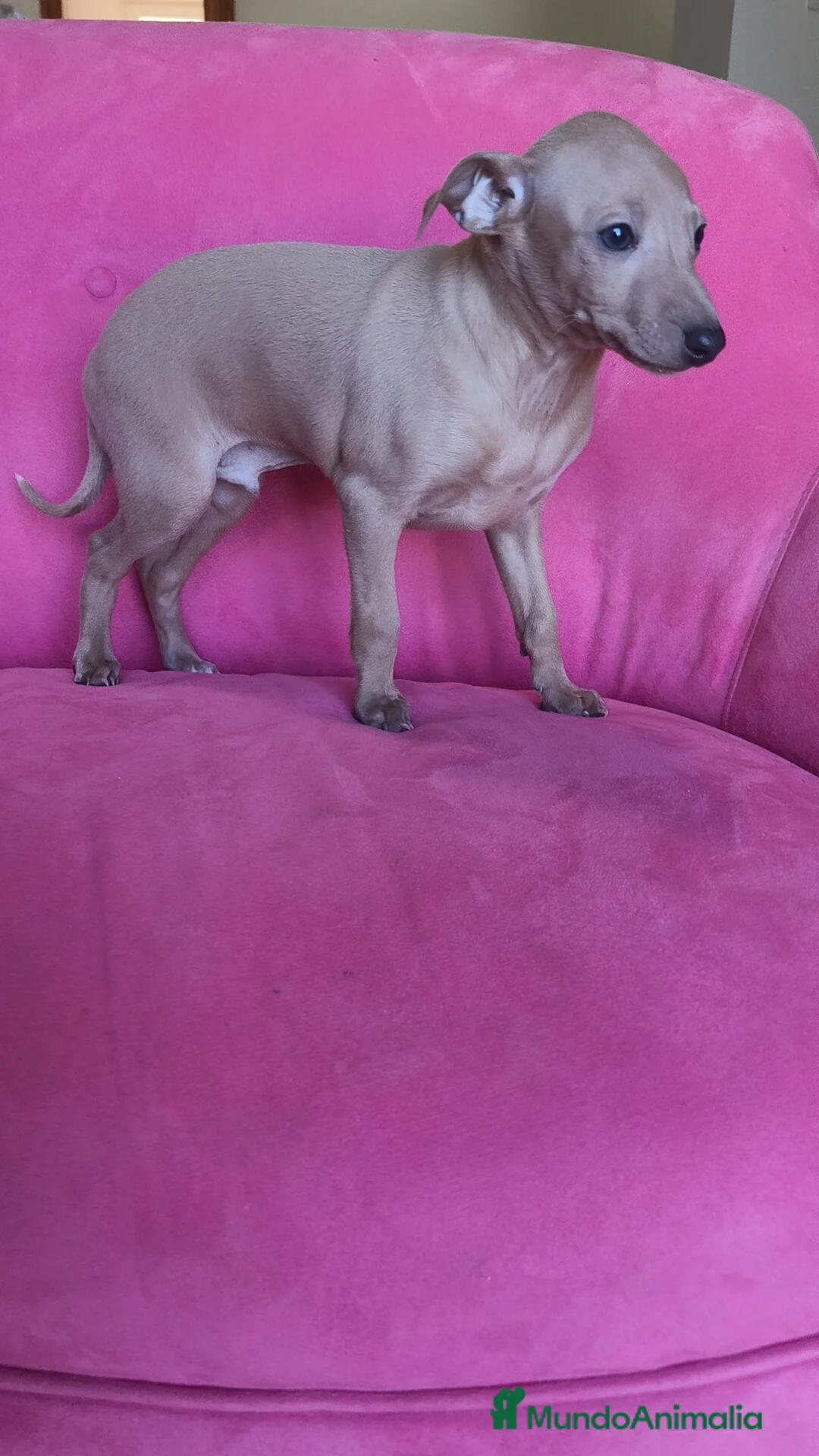 Pequeño Lebrel Italiano perros en venta: Piccolo Galgo Italiano Lebrel - Anuncio 3