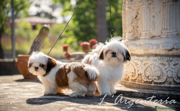 Shih Tzu perros - Anuncio 15