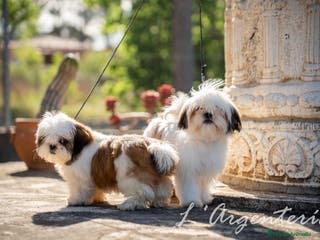Shih Tzu perros camada de shih tzu - Anuncio 6