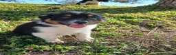 Pastor Australiano perros en venta: PASTOR AUSTRALIANO  - Anuncio 5