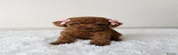 Caniche Toy perros en venta: CANICHE TOY - Anuncio 1
