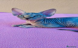 Sphynx gatos en venta: Preciosa hembrita tortuga tabby  - Imagen 2