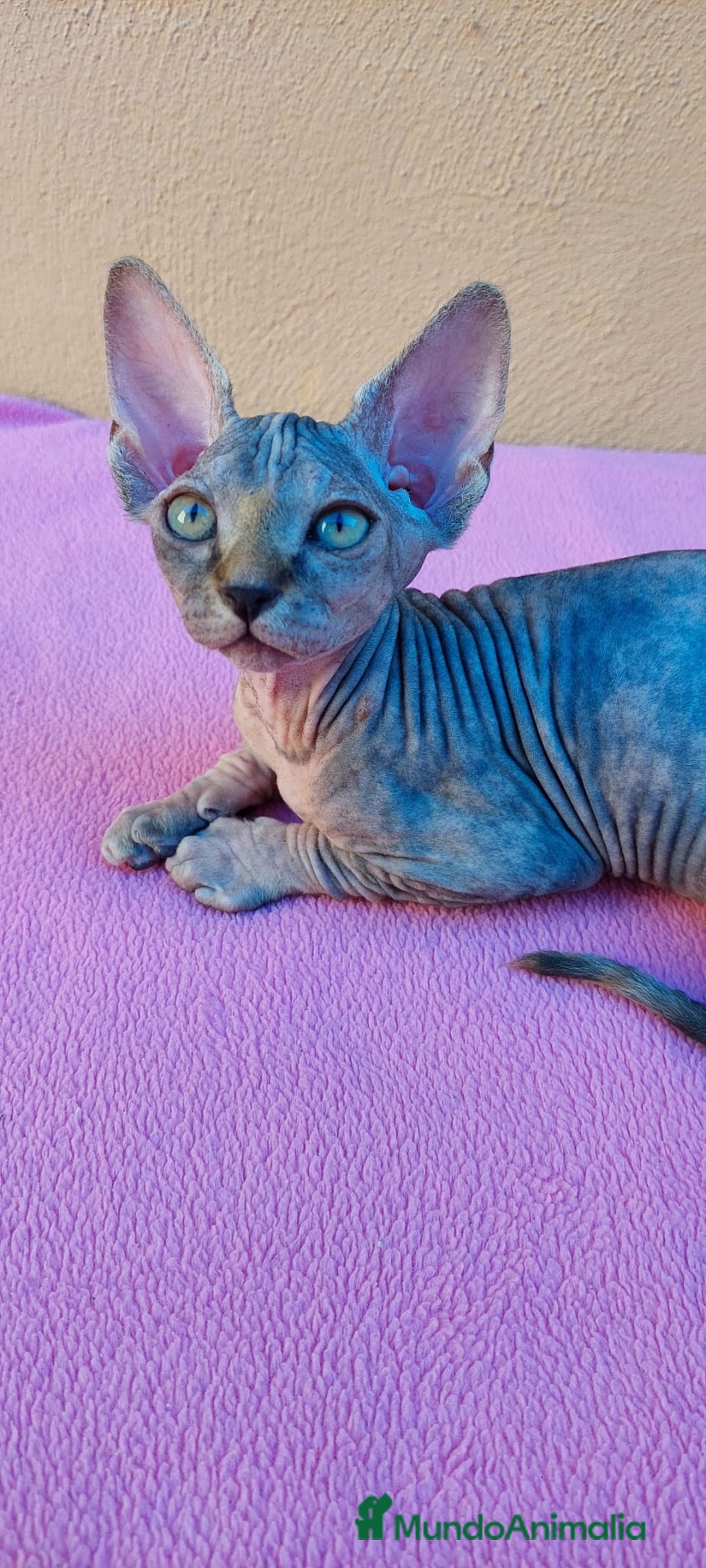 Sphynx gatos en venta: Preciosa hembrita tortuga tabby  - Imagen 2
