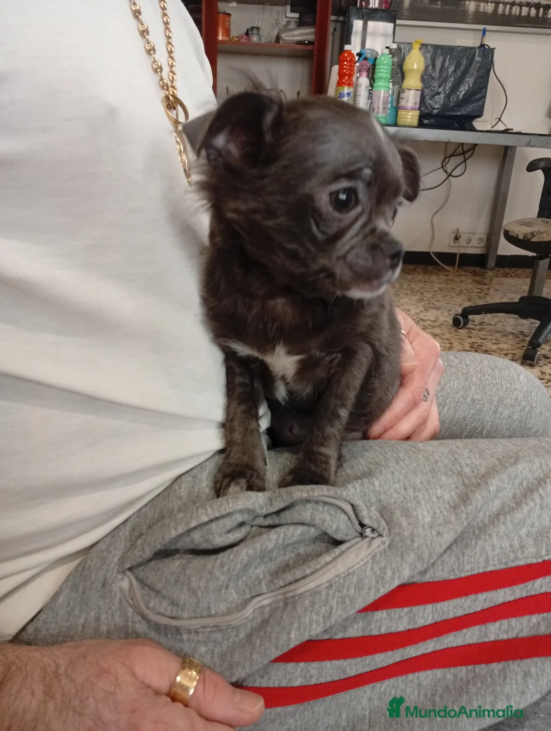 Chihuahua perros en venta: Chihuahuas blue linea rusa - Anuncio 6