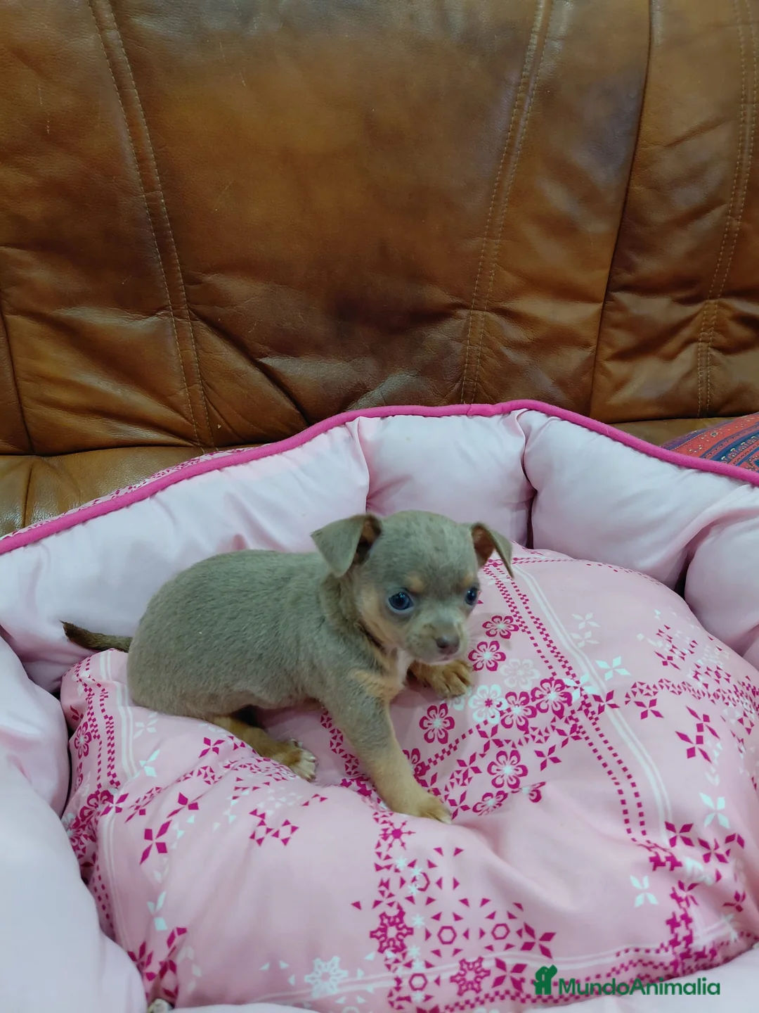 Chihuahua perros en venta: CHIHUAHUAS TOY - Anuncio 2