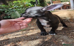 Chihuahua perros en venta: Chihuahua macho cabeza de manzana - Imagen 2