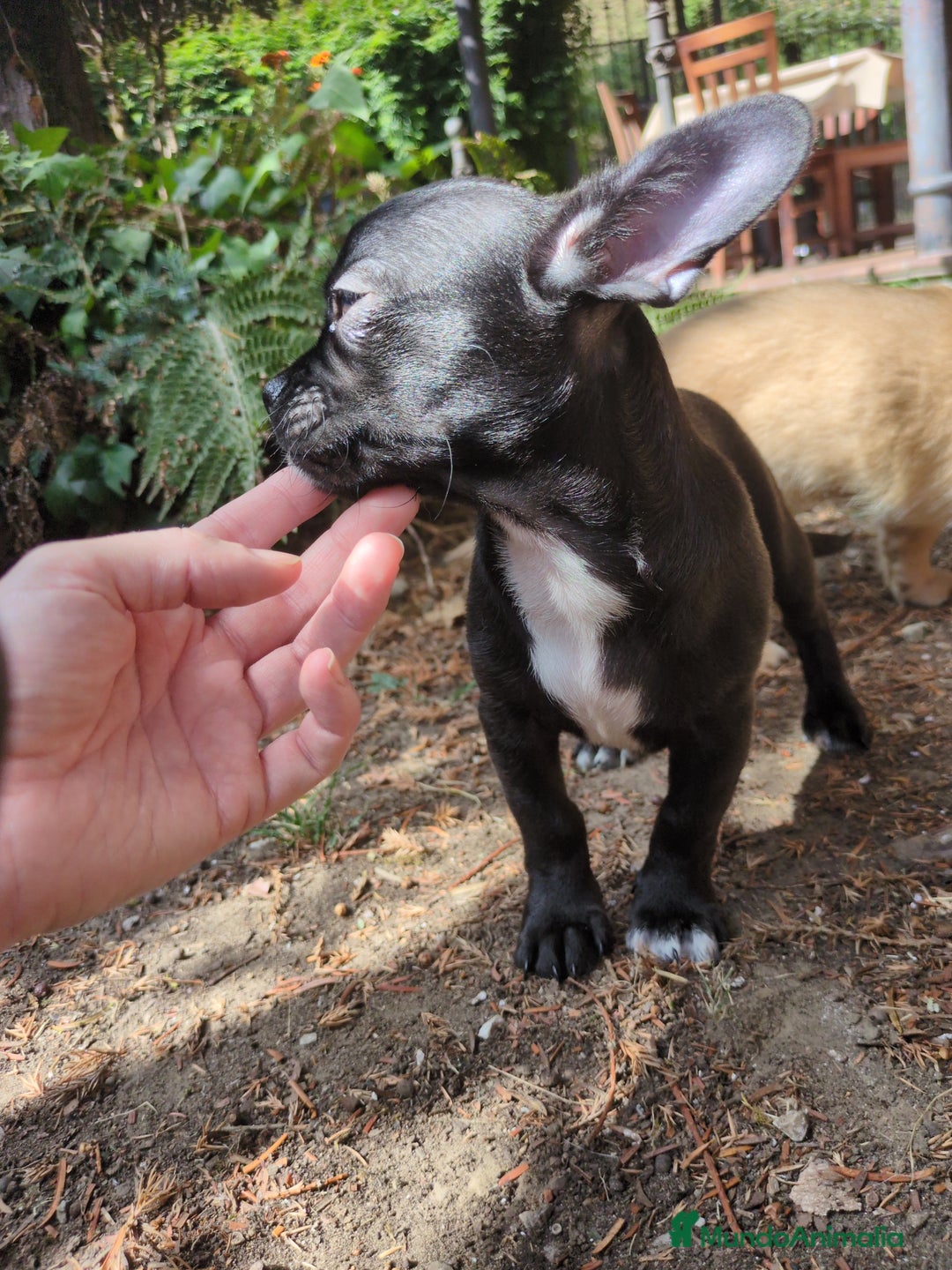 Chihuahua perros en venta: Chihuahua macho cabeza de manzana - Imagen 2